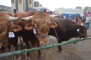 La feria de ganado, atractivo principal de la jornada matutina en Jinámar (Foto Antonio Alí y Francisco Javier Santana)